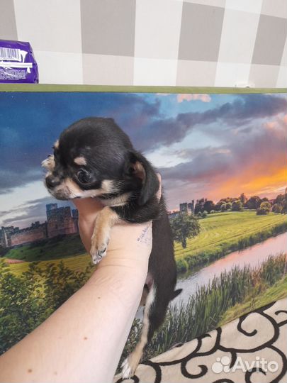 Щенки чихуахуа мини девочки