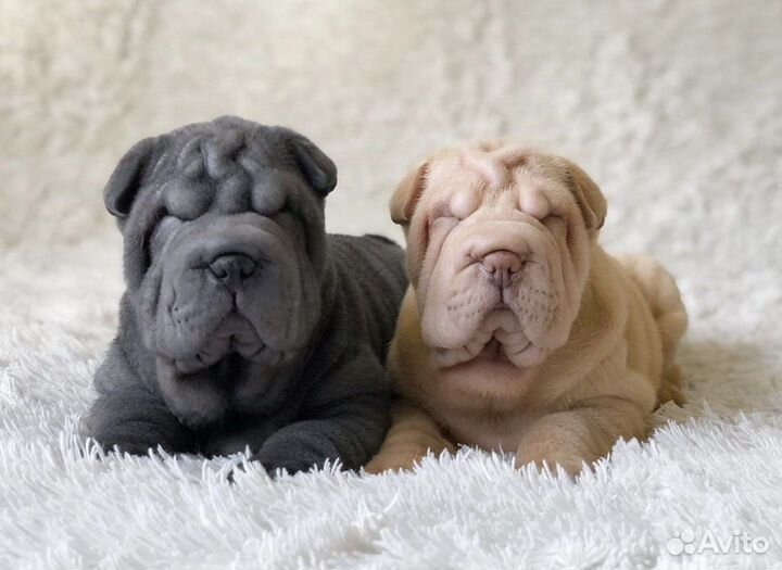 Щенки Шарпея