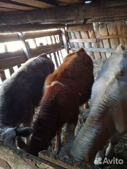 Коровы, телята