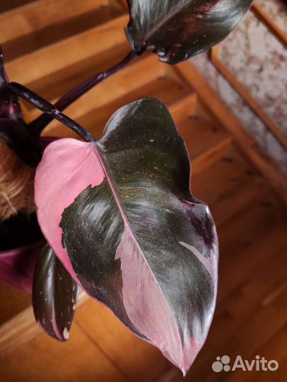 Филодендрон розовая принцесса