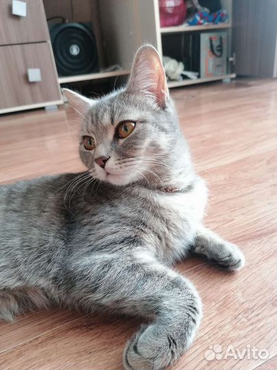 Отдам кошку