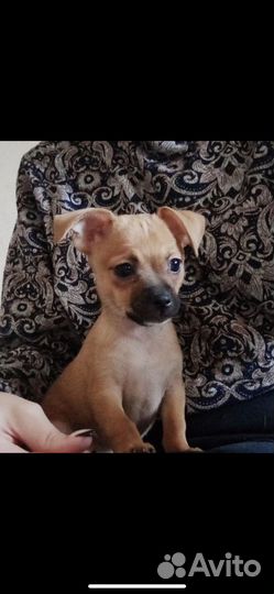 Собака для вязки