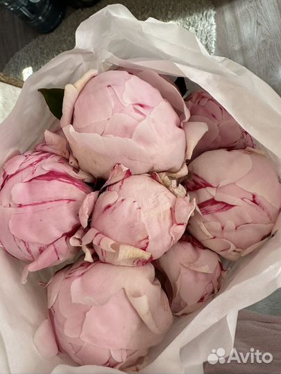 Пионы голландия доставка