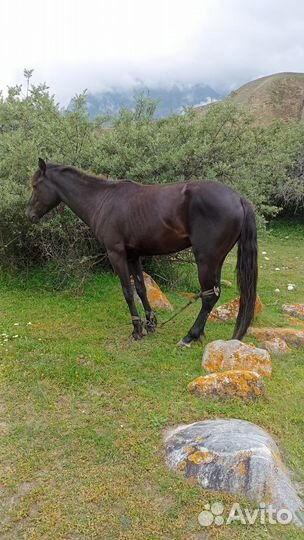 Лошадь жеребец