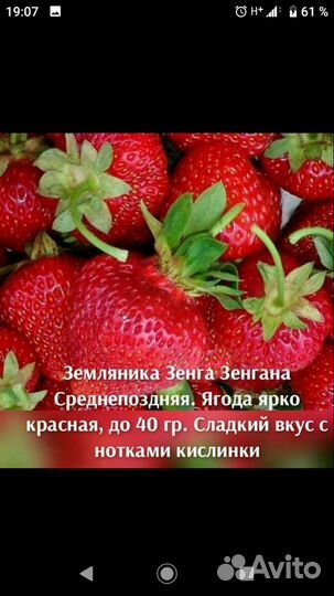 Рассада клубники