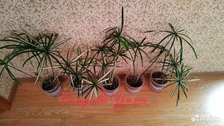 Циперус вариегатный