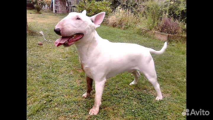 Стандартный бультерьер