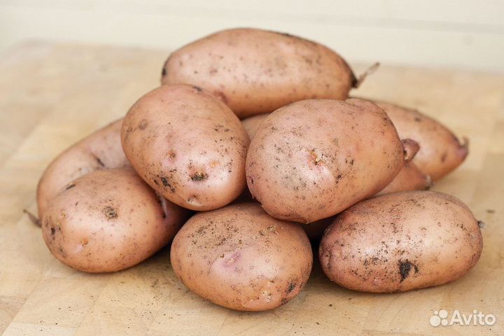 Семенной картофель