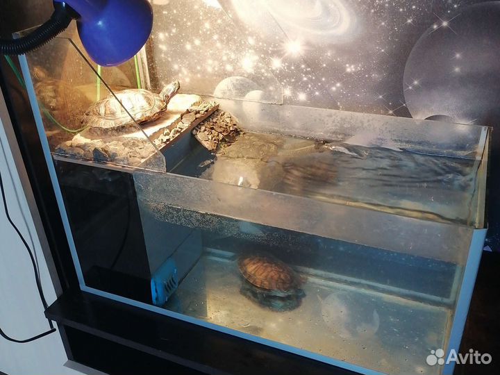 Террариум для красноухой черепахи