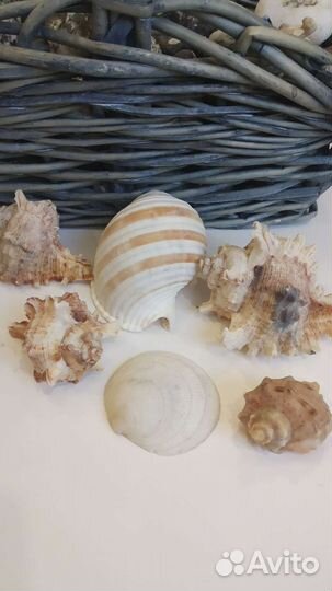 Морские раковины