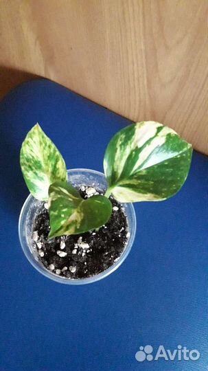 Сциндапсусы, эпипремнум