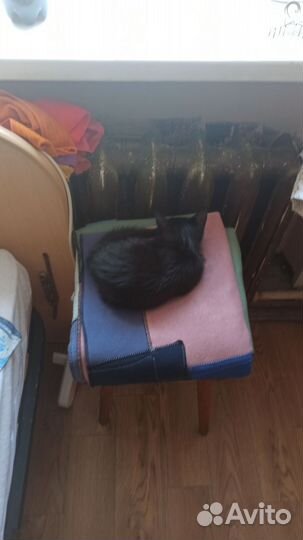 Котенок мальчик 2-3 месяца