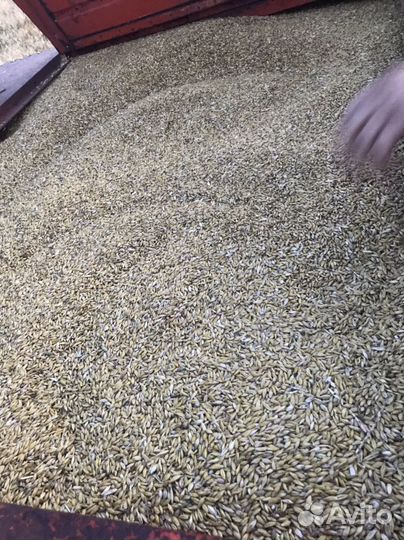 Пшеница,Овес,ячмень