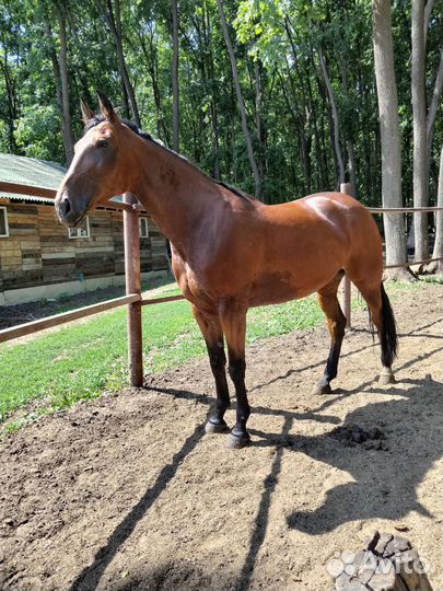 Жеребец, кобыла