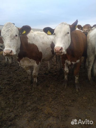 Племенные нетели