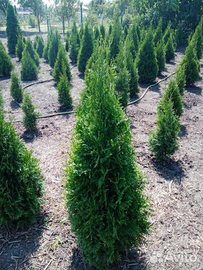 Туя колумна