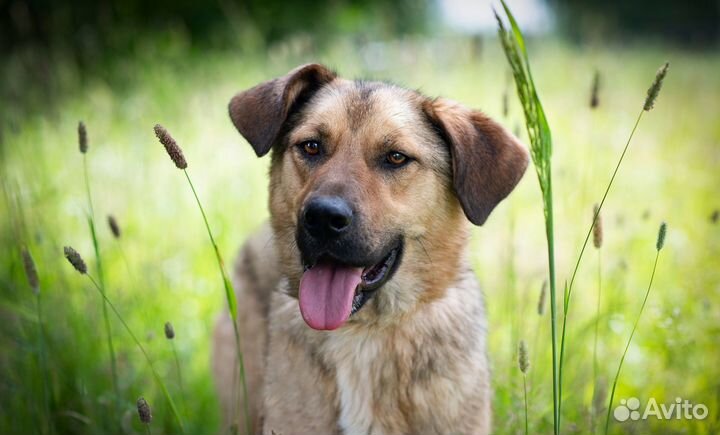 Собака в добрые руки