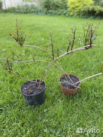 Кампсис (лиана)