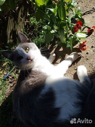 Кот в добрые руки