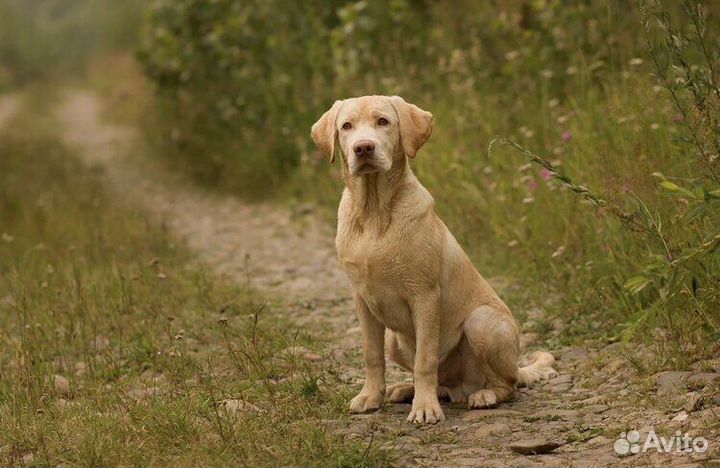 Лабрадор вязка