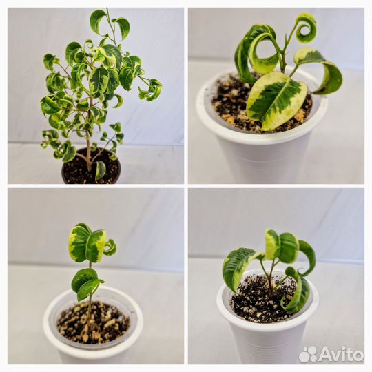 Сортовые фикусы