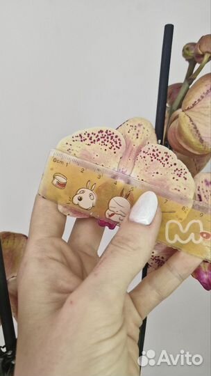 Орхидея Дикий Персик