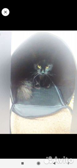 Большая xxxl переноска для крупных животных