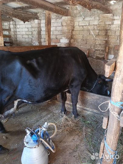 Две коровы и телочка