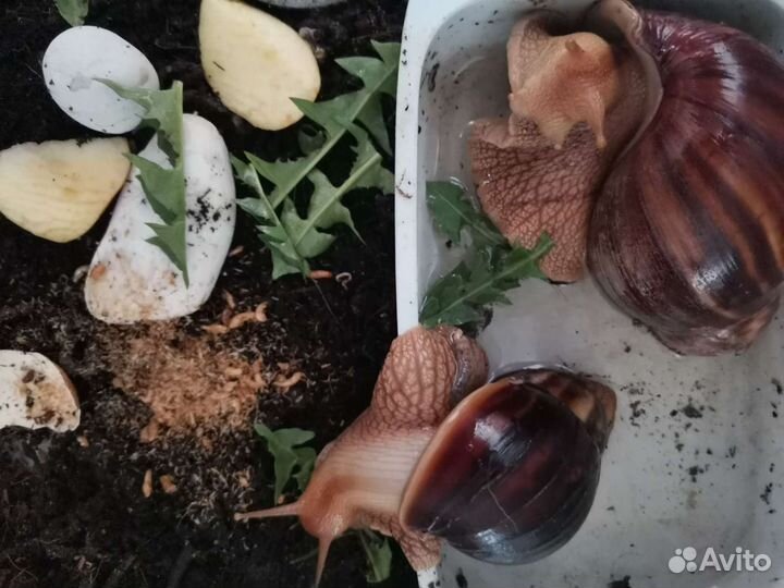 Улитки ахатины