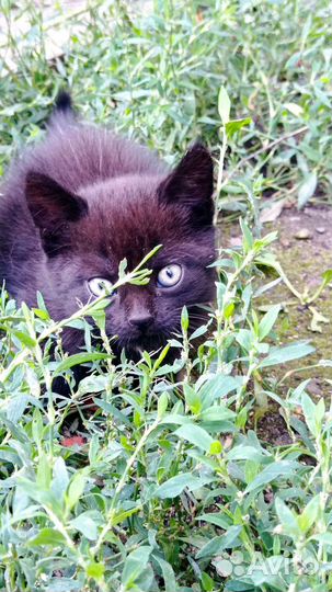 Очаровательные котята