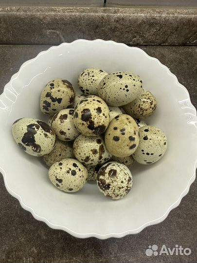 Домашние яйца