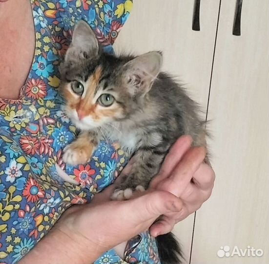 Чудная Шурка)