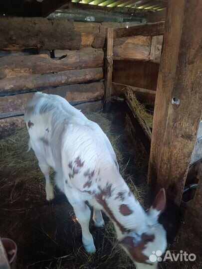 Тëлочка 20 суток