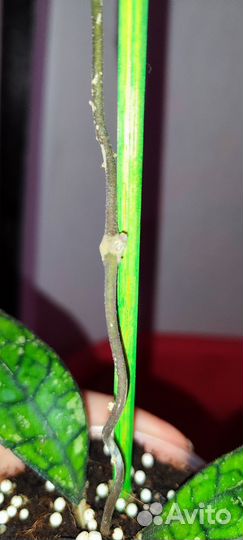 Хойя finlaysonii black splash