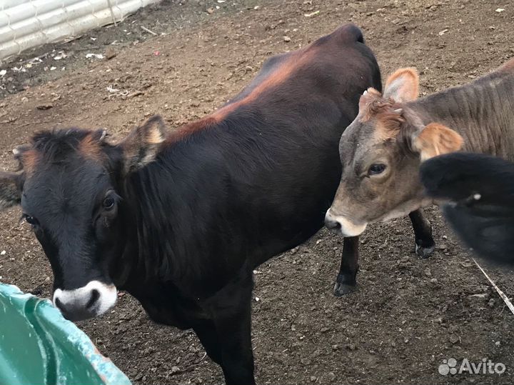 Корова и телята