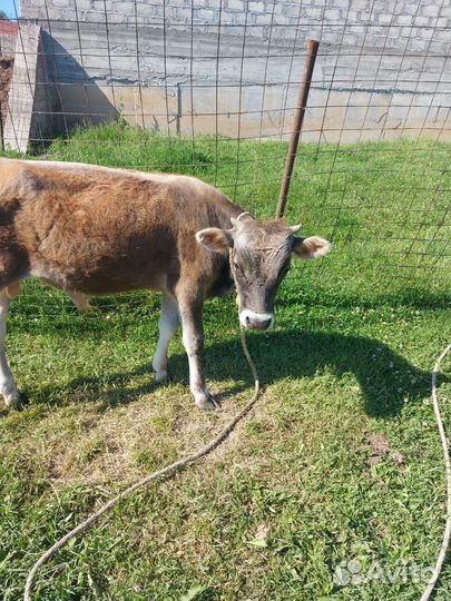 Бычок джерси