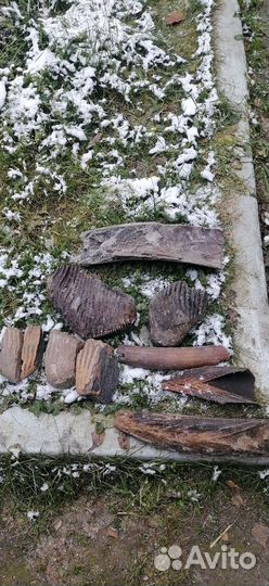 Зубы и бивни мамонта