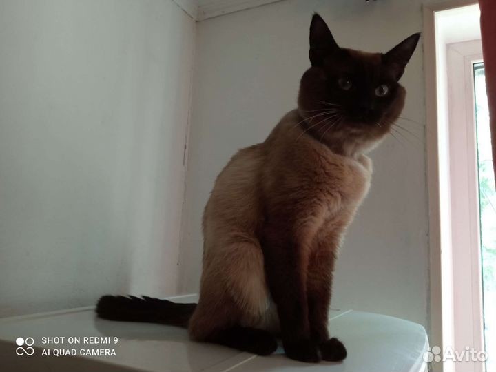 Кот бесплатно