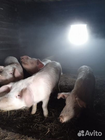 Продам поросят