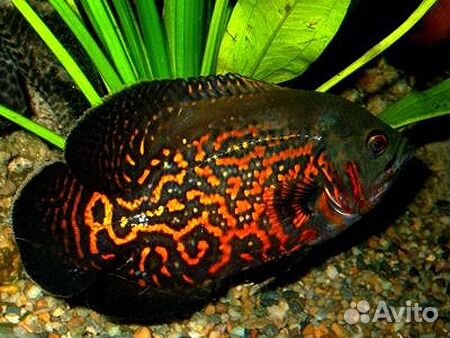 Аквариумный центр