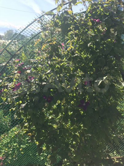 Дача 35 м² на участке 5 сот.