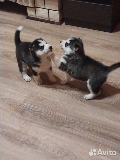 Щенки сибирской хаски