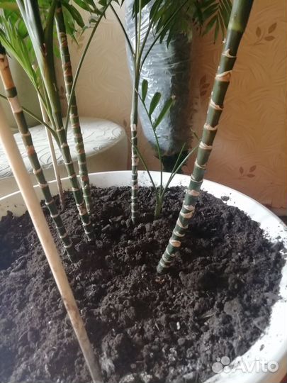 Пальма/дерево