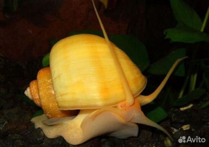 Улитки ампулярии