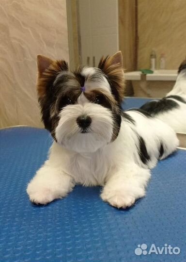 Бивер терьер