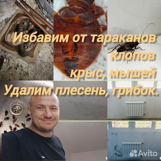 Уничтожение тараканов, клопов, удаление плесени
