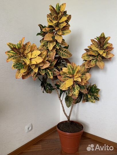 Кодиеум Кротон Петра(желтый) и (красный)