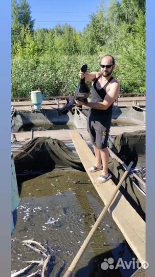 Консультации по рыбоводству и аквакультуре