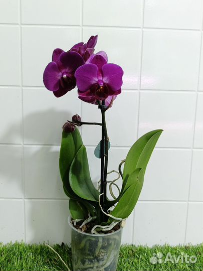 Орхидея