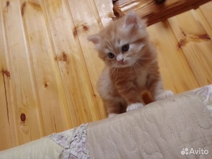 Британец мальчик